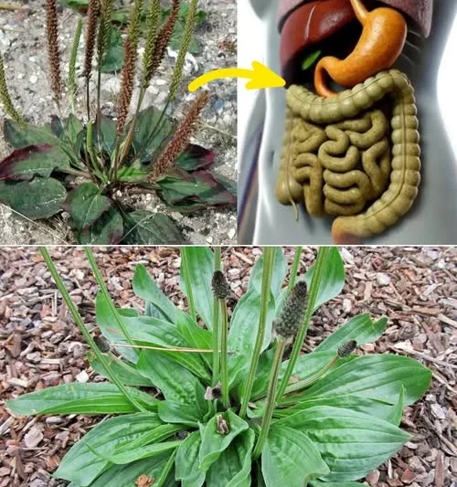 Wegerich, ein Wunder der Natur. Er heilt Körper und Seele.