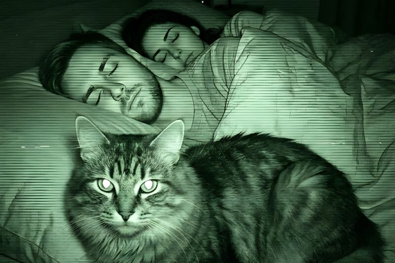 Jede Nacht wachte ich mit dem Gefühl auf, dass unsere Katze uns beobachtet – und es jagte mir einen Schauer über den Rücken