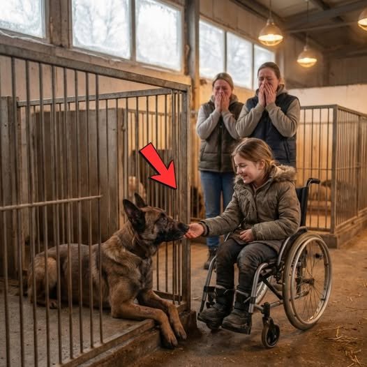 Das Mädchen im Rollstuhl, das in die Tierunterkunft ging – und der pensionierte Polizeihund, den alle für „zu gefährlich“ hielten –, taten etwas, das das ganze Gebäude verstummen ließ.