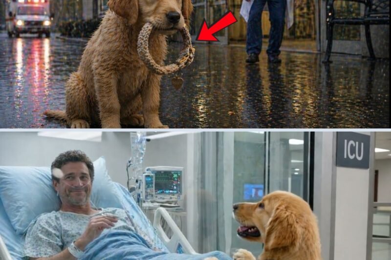 Zitternder Hund wartet jeden Tag vor dem Krankenhaus – Der Arzt erstarrt, als er erfährt, auf wen er wartet
