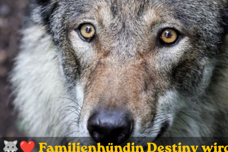 Wolf soll Kind (2) und Hund angegriffen haben
